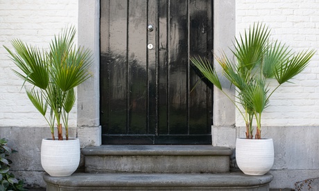 Set di 2 palme messicane disponibili in 2 dimensioni