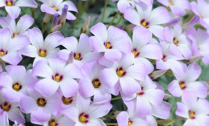 Image 8: 200 Mixed Spring Flowering Bulb Collection