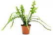 One, Two or Three Mixed Easy Care Houseplants - Second Medium