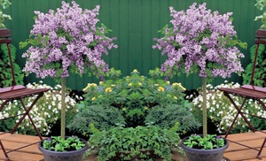 One, Two or Three Dwarf Standard Lilac Trees in 2-Litre Pot 