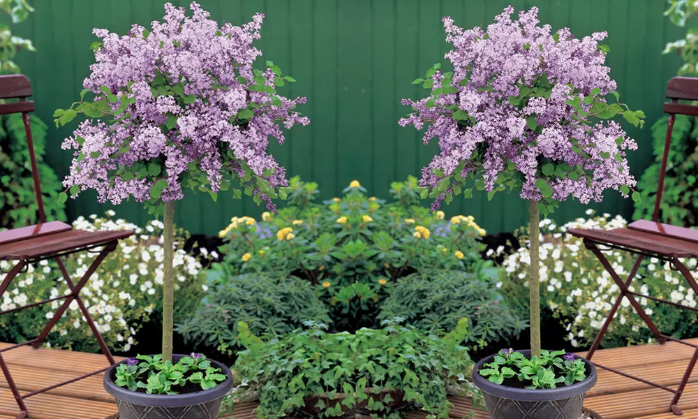 One, Two or Three Dwarf Standard Lilac Tree in 2 Litre Pots - Primary Image