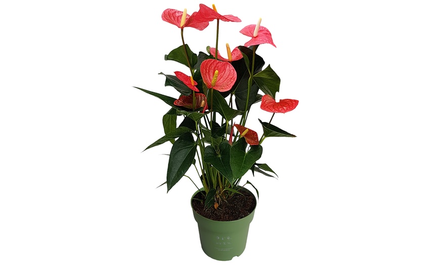Image 10: Rootz — Plante d'intérieur tropicale Anthurium