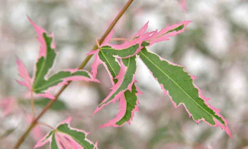 Image 4: 1 of 2 Japanse esdoorns Acer palmatum 'Taylor'