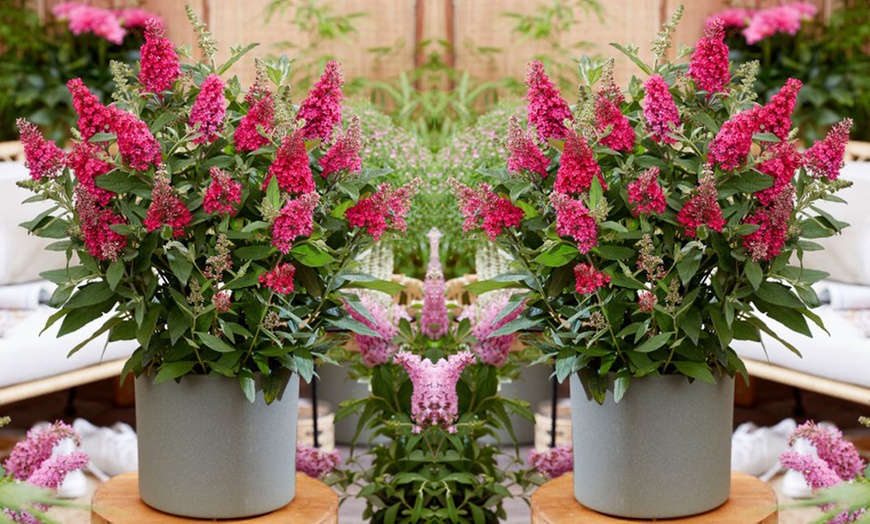 Image 8: Mixed Potted Buddleja 'Butterfly Bush' Plants 