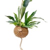 Image 7: Plantas colgantes XL Kokodama