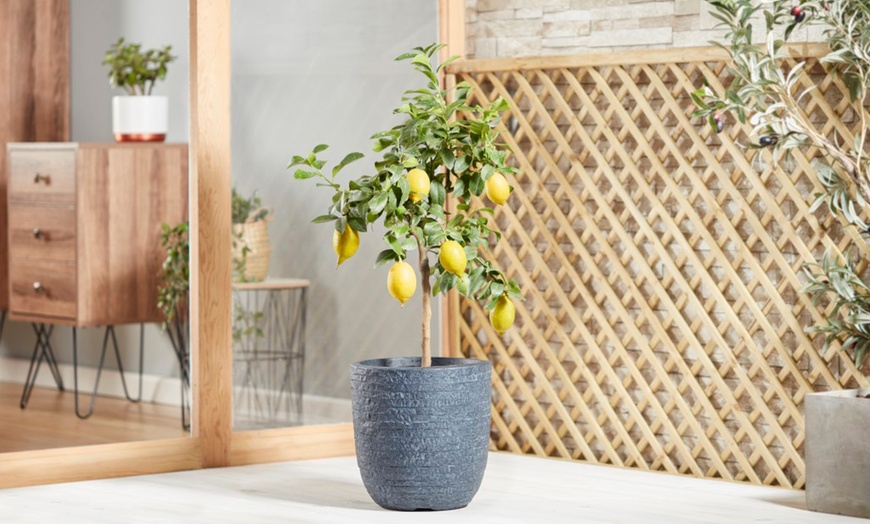 Image 8: Citrus Trees Collection Lemon, Lime or Orange -1, 2 or 3 Potted Plants