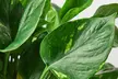 Your Healthy Home Hero: Golden Pothos – Air-Purifying & Low-Maintenance from House Plant Shop with Free Shipping Up to 15% Off - Second Medium
