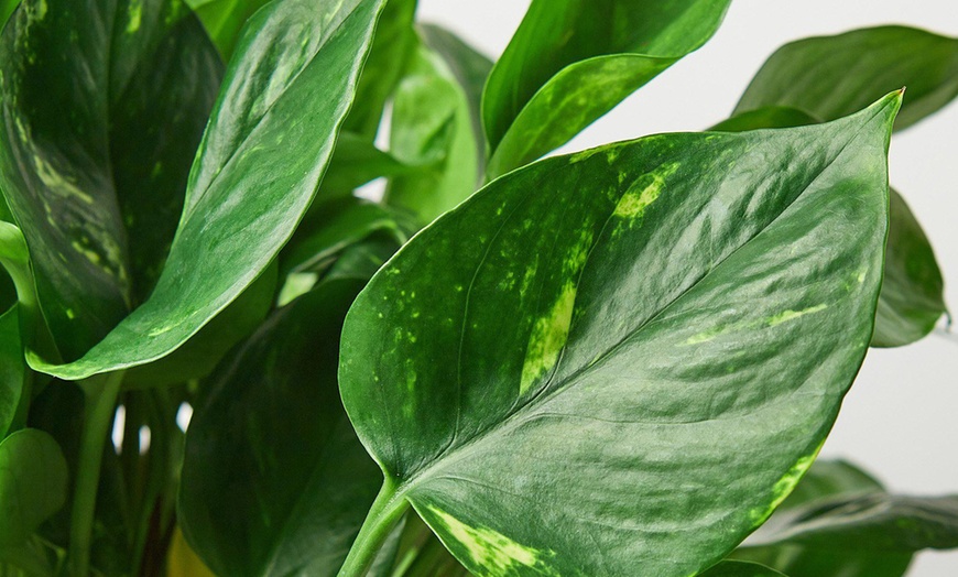 Image 7: Breathe Easier: Golden Pothos – Air-Purifying & Simple Care from House Plant Shop with Free Shipping Up to 15% Off