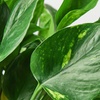Image 7: Golden Pothos in 4", 6", and 8" Sizes with Free Shipping – Air-Purifying & Simple Care Plant Up to 15% Off