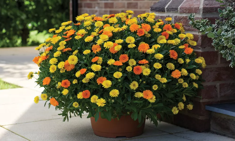 Five or Ten Plants of Calendula 'Power Daisy' Collection - Primary Image