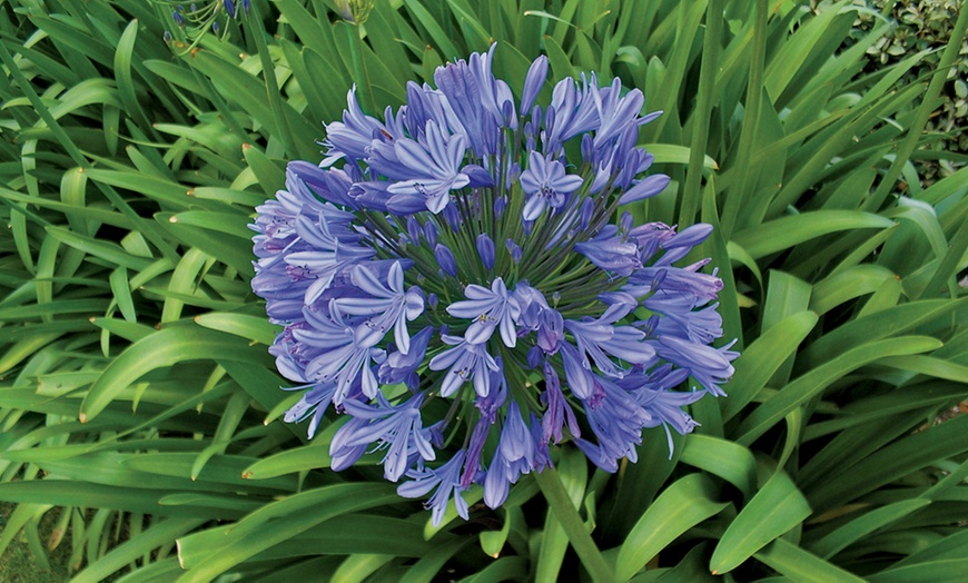 Image 2: Agapanthus Dr Brouwer Plant