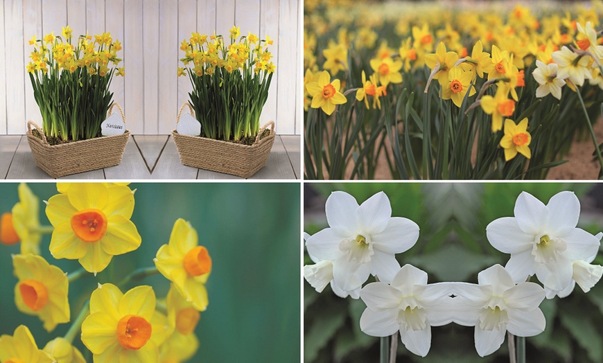 Image 3: 60 or 120 Narcissus Daffodil Dwarf Collection Bulbs