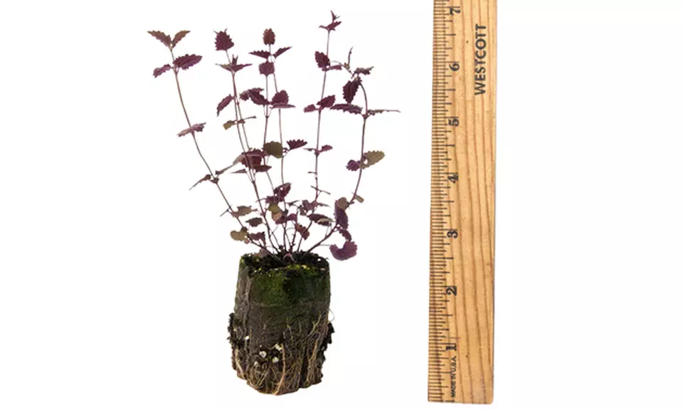 Hummingbird Mint Tango 3" Plants (2-Pack) - Second Medium