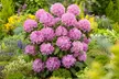 Set van 3 'Rhododendron' planten voor in de tuin in kleur naar keuze - Second Medium
