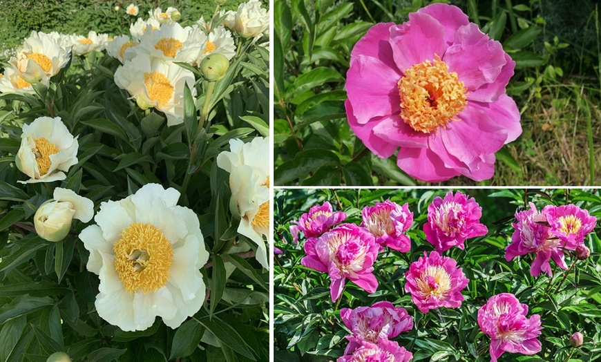 Image 1: Pretty Peony Collection - 3 Plants