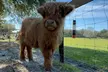Visit Rooterville Animal Sanctuary: General Admission for One, Two, or Four People (Up to 40% Off) - Second Medium