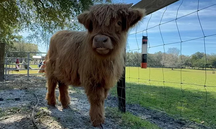 Visit Rooterville Animal Sanctuary: Admission for 1, 2, or 4 People