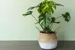 1 ou 2 plants de Monstera 'Deliciosa' 60-70 cm, livrés en pot - Second Medium