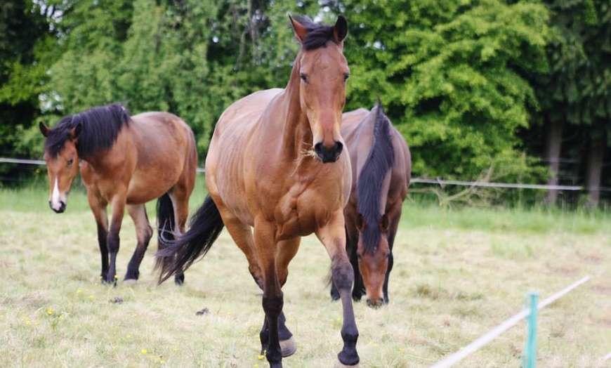 Image 7: Individual or Group Horse Riding