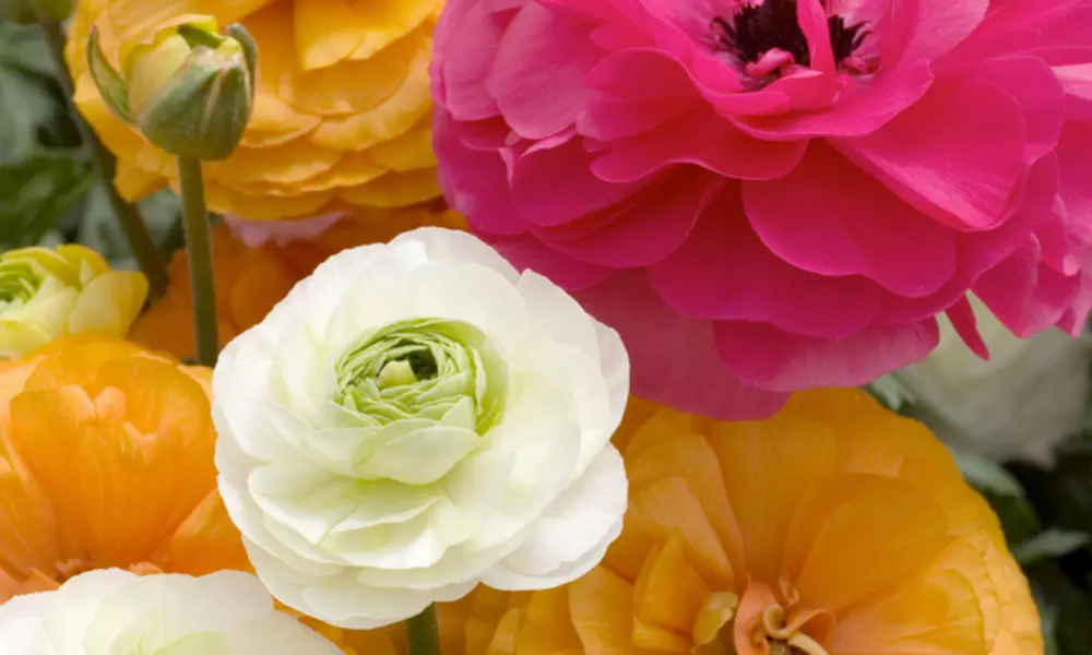 40x oder 80x Hahnenfuß "Ranunculus" - Primary Image