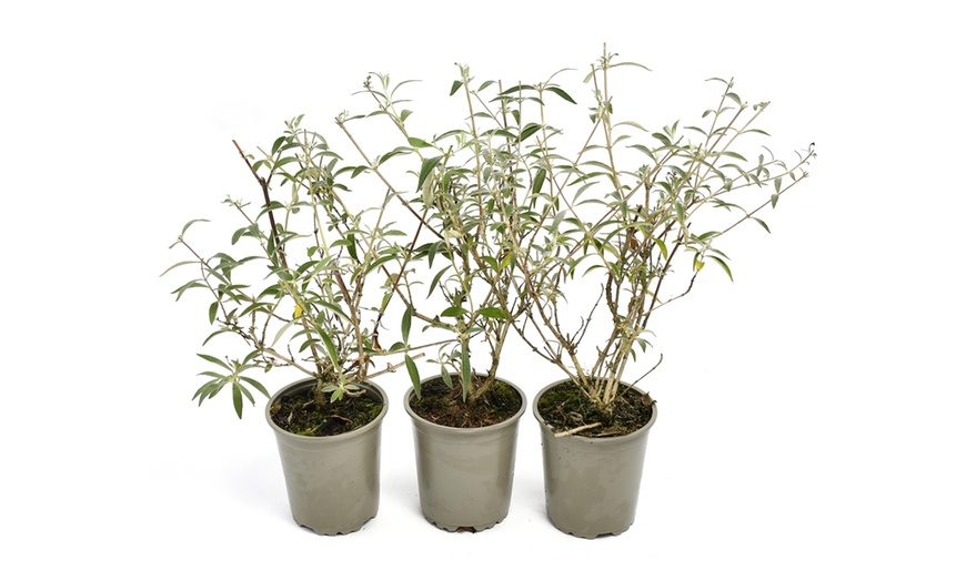 Image 3: Lot de 3 ou 8 plantes de Buddleja Davidii