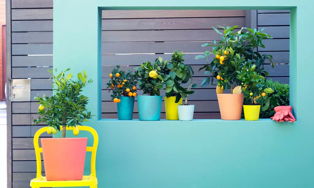 1x oder 2x Zitruspflanze Calamondin - Second Medium