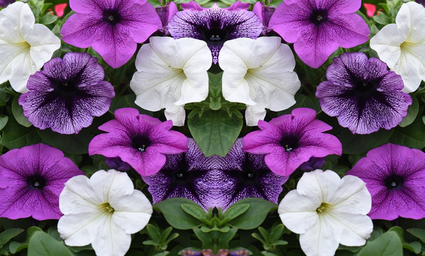 Image 6: 5, 10 or 20 Petunia Giant Mix Plants