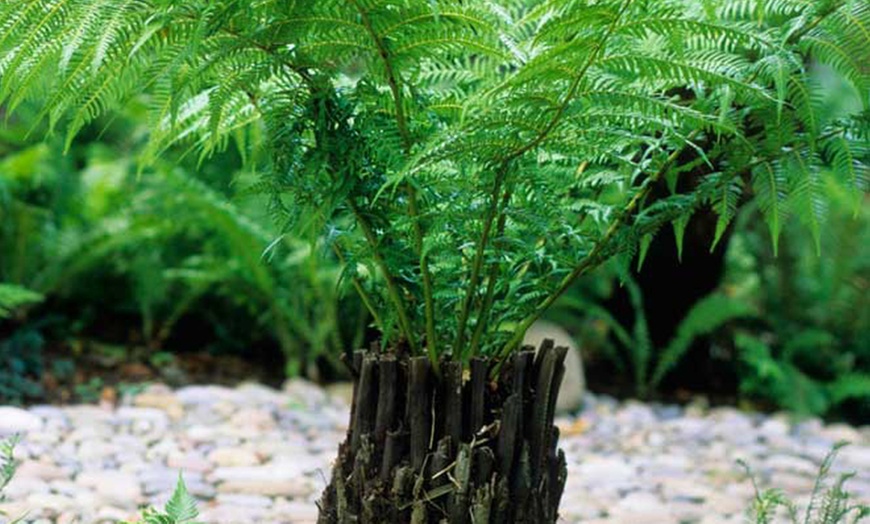 Image 2: 1ft Tree Fern Dicksonia