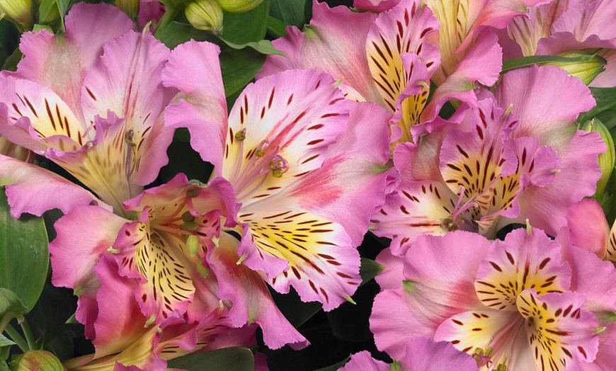 Image 7: One, Three or Six Plants of Lucky Dip Alstroemeria Peruvian Lily Mix