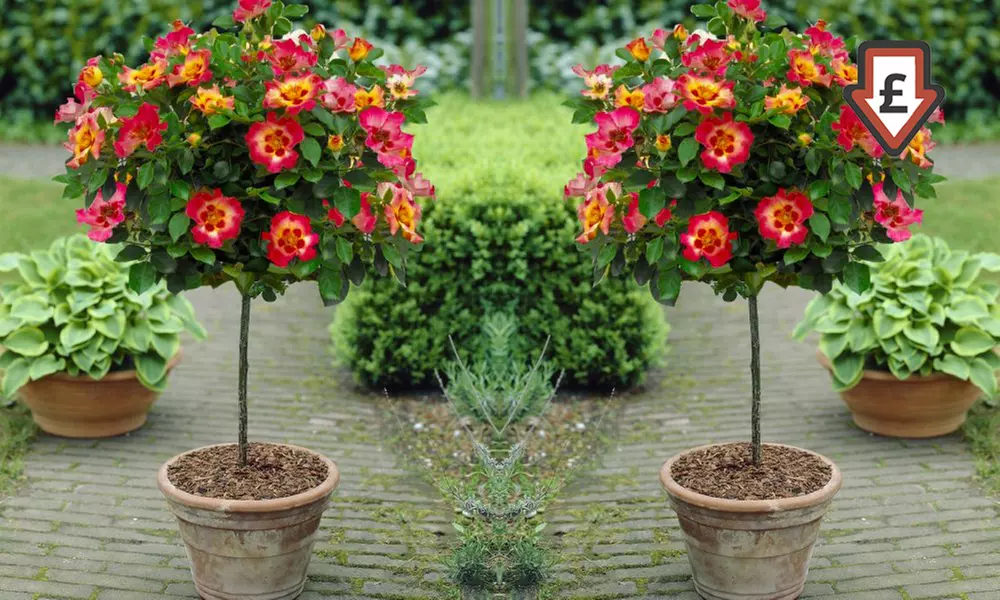 One (from £16.99) or Two (from £24.99) Standard Rose Trees with Optional Accessories With Free Delivery (Up to 58% Off) - Primary Image