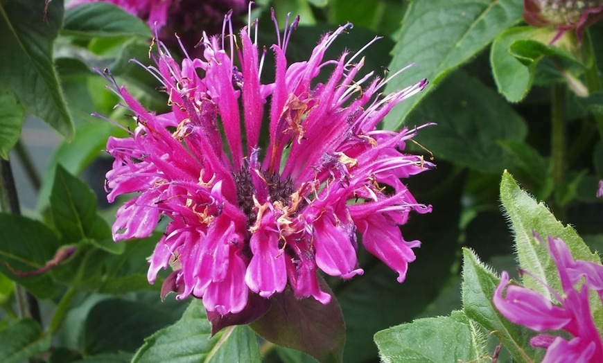 Image 1: 6, 12 or 18 Monarda Plants
