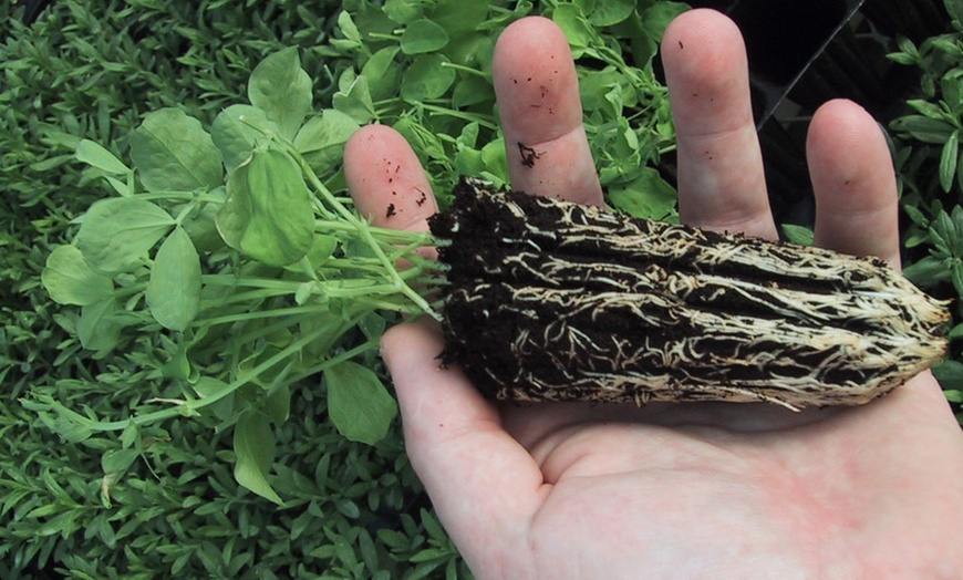 Image 2: Sweet Pea 'Scent Infusion' Premium Multisown Plug Plants