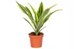 Lot de 4 plantes d'intérieur dracaena comprenant les variétés "Wahnecki", "Marginata", "Lemon Lime" et "Bicolor" - Image 5