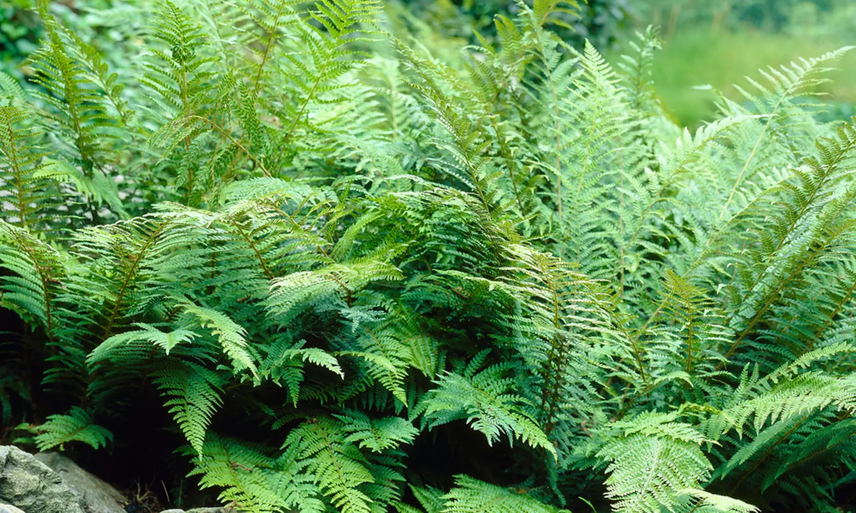 Set de 3 o 6 helechos diferentes