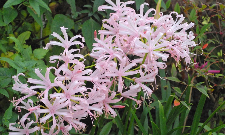 Image 2: Nerine Bowdenii Stefani Bulbs