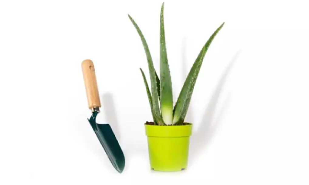 Lot de 2 plantes Aloe vera - Second Medium