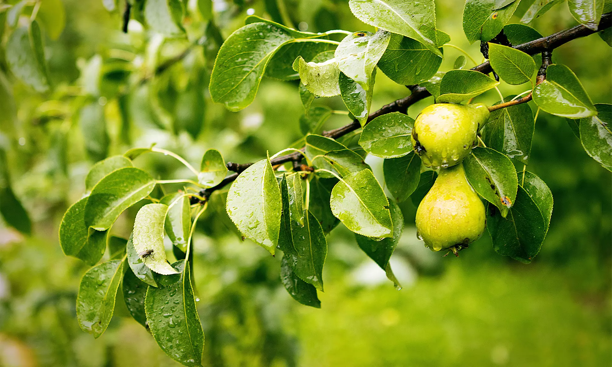 3, 5 o 10 alberi da frutto