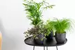 Lot de 4 de plantes d'intérieur résistantes ou adaptées aux animaux domestiques - Second Medium