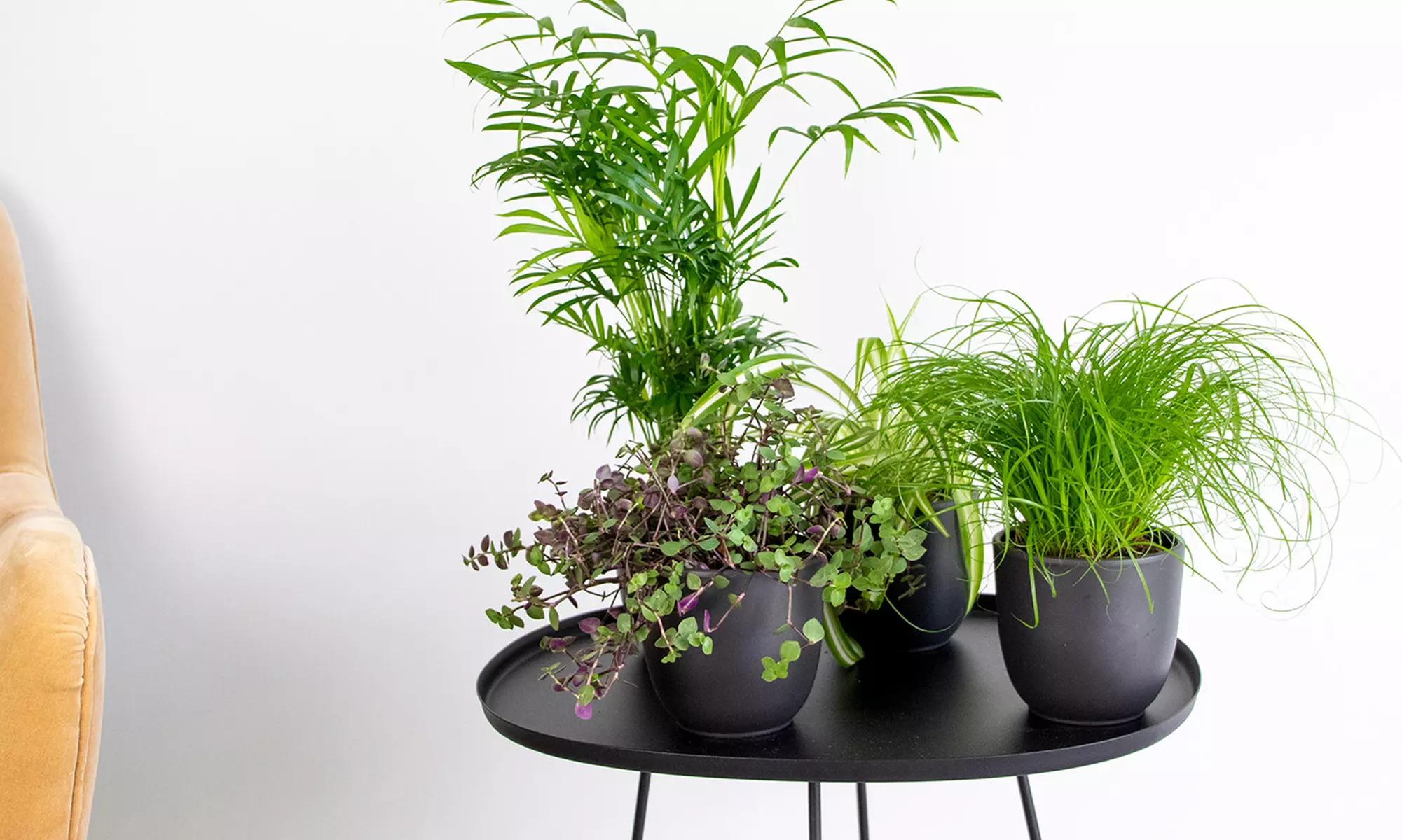 Lot de 4 de plantes d'intérieur résistantes ou adaptées aux animaux