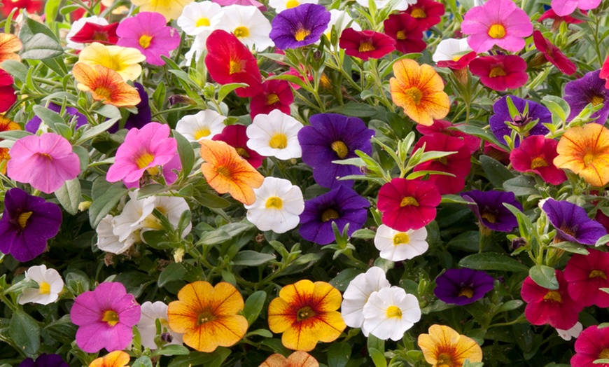 Image 3: Mini Petunia Mix 72 or 144 Plants