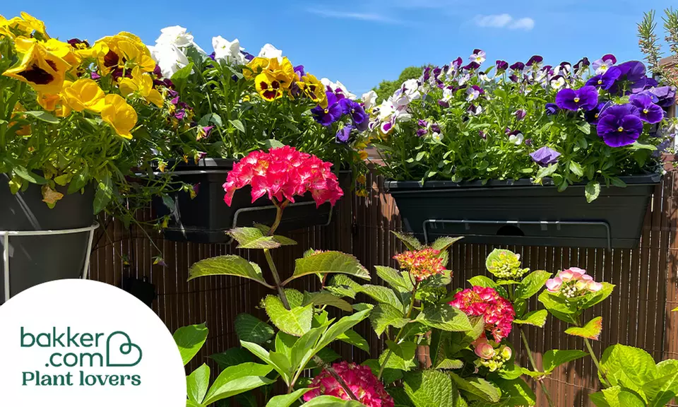 Payez 20 € et obtenez un bon d'achat de 40 € à dépenser sur le site Bakker - sous conditions - Second Medium