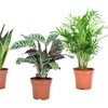 Image 5: Set de 4 plantas para interiores
