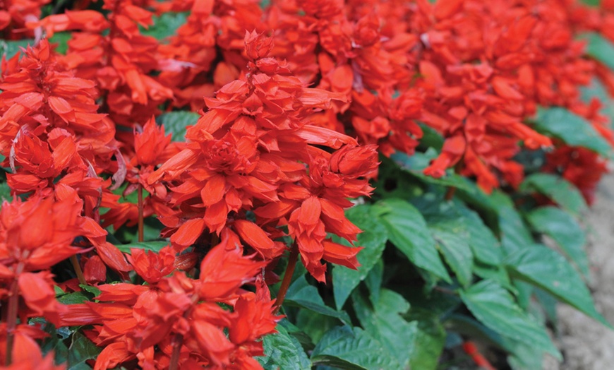 Image 6: Summer Bedding Plant Collection