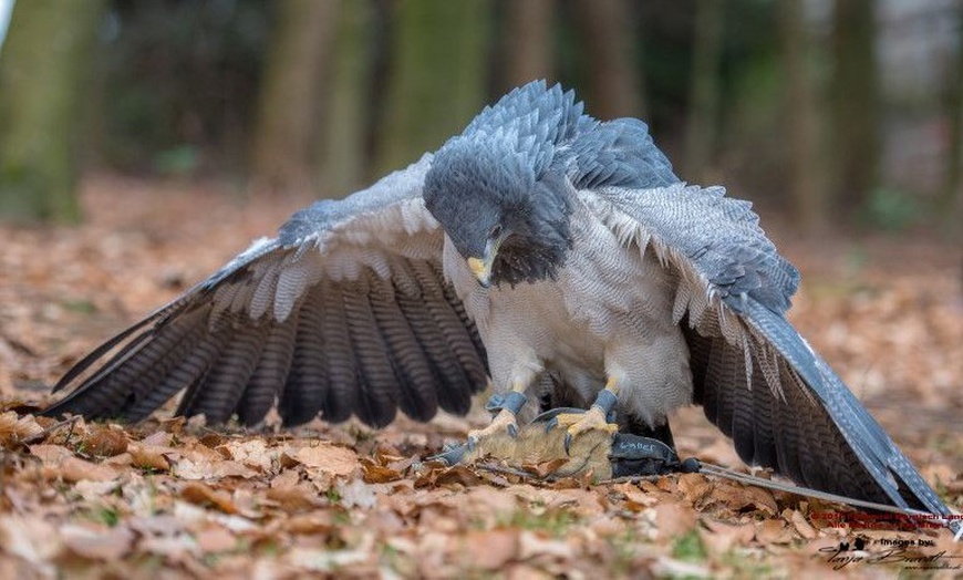 Image 2: Waldtour mit Greifvogel oder Eule