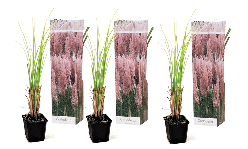 Image 4: 3 or 6 Pampas Grass Collection
