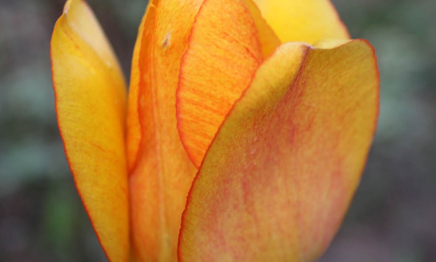 Image 2: One or Two Tulip Blushing Apeldoorn Spring Flowering Bulbs