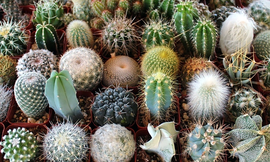 Image 4: Set of Mixed Mini Cacti Varieties