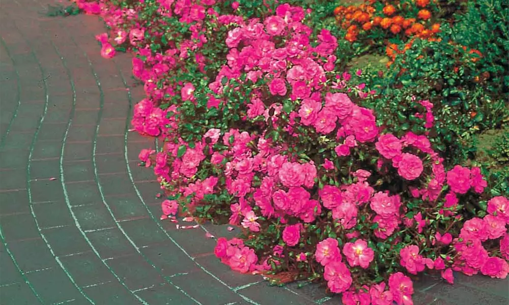 6 ou 12 rosiers couvre-sols Mirato 40-50 cm - Primary Image