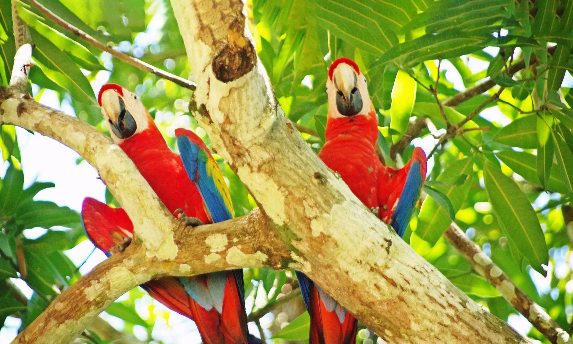 8-Day Jewels of Costa Rica Tour for Two from Costa Rica Monkey Tours. Starting at $1,299 Total, $649.50 per Person. - Primary Image
