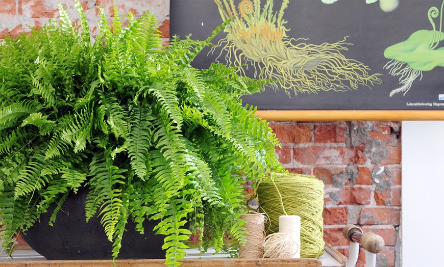 Image 3: Mix of Four Air-Purifying Ferns